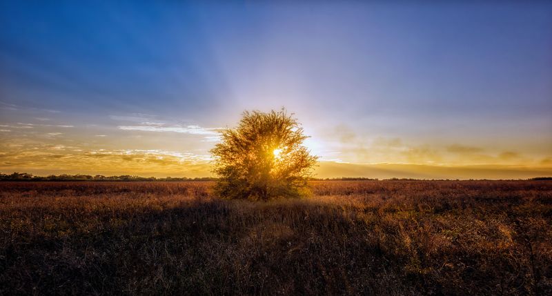 sky ,landscape ,sunset, nature, blue, sun, light, tree, green ,rays The tree of life .. фото превью