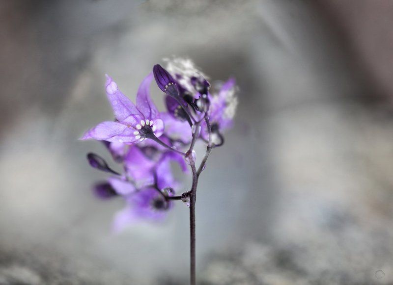 Purpa фото превью