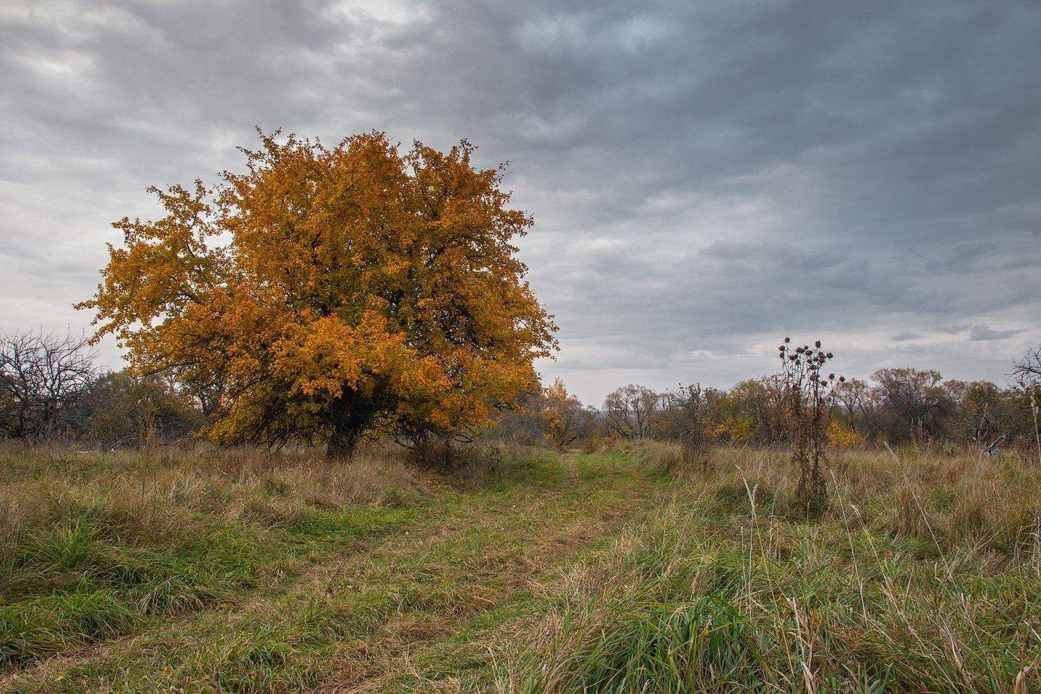 дорога, груша, осень, деревня, Александр