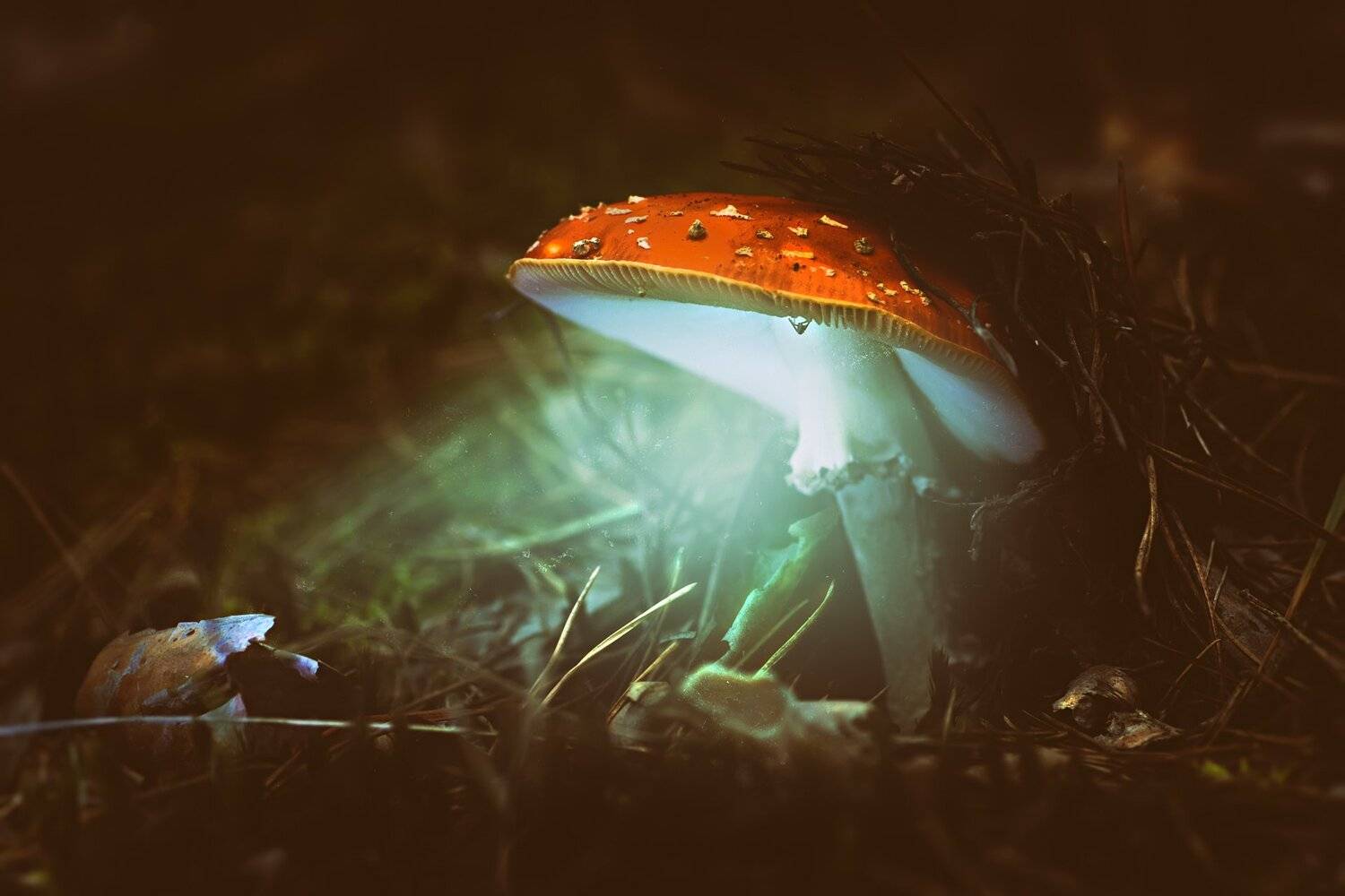 Гриб, Иголки, Красный, Лес, Свет, Трава, Шляпа, Юрий Котов