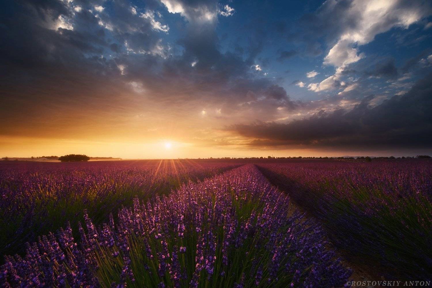 лаванда, закат, Франция, Прованс, облака, цветы,, Антон Ростовский