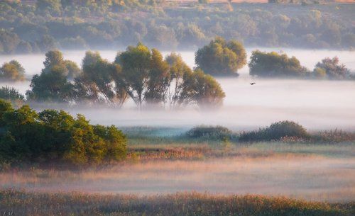 foggy rhythms