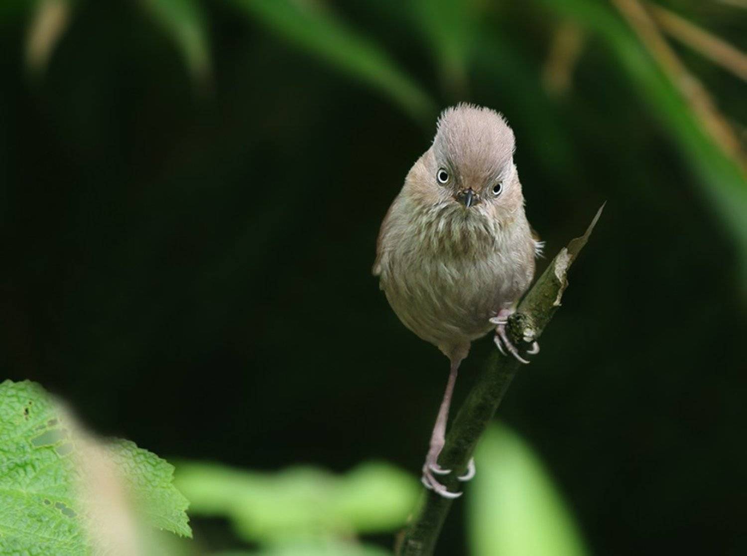 Fulvetta cinereiceps, Timaliidae, Дикая природа, Дикие животные, Птицы, Сероголовая фульветта, Сергей Волков