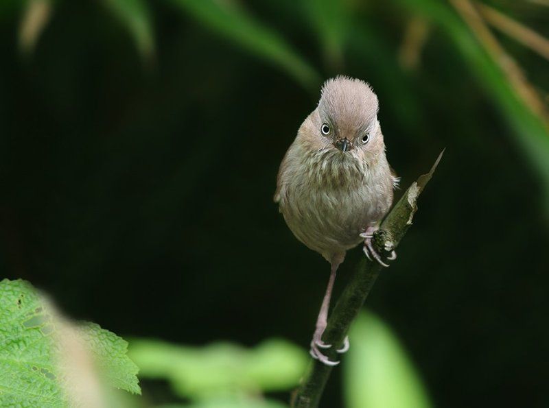 Fulvetta cinereiceps, Timaliidae, Дикая природа, Дикие животные, Птицы, Сероголовая фульветта Суровый фэйсконтроль фото превью
