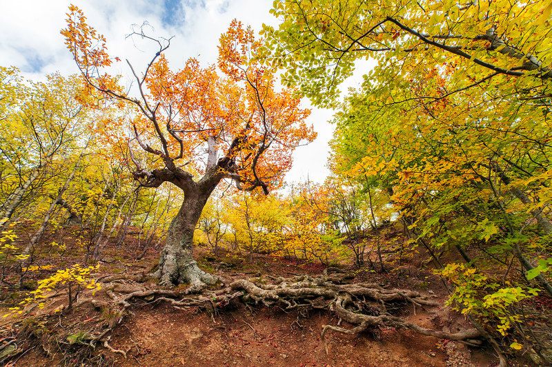 природа, крым, россия, осень, осенний лес, путешествие, travel, nature, crimea Золотой лес в Демерджи фото превью