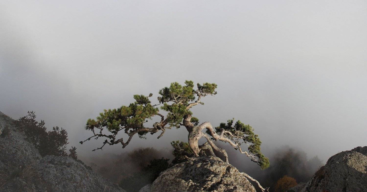 Крым, гора Демерджи, Ирина Гайворонская