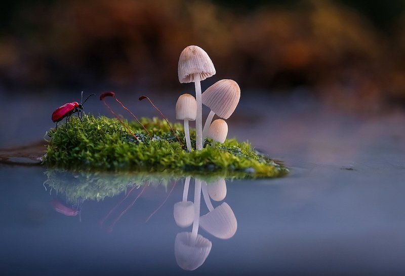 Робинзон фото превью