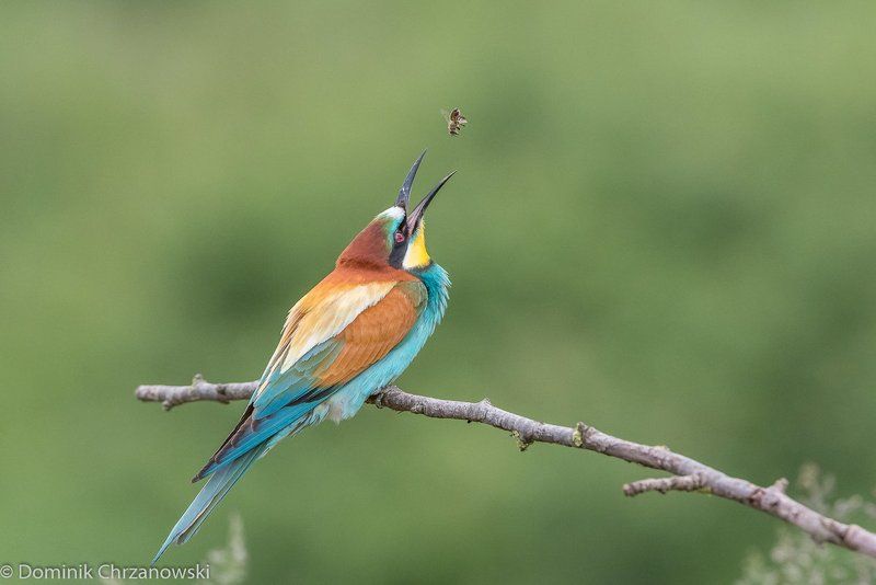 european bee-eater, aves, birds, merops apiaster, dominik chrzanowski wildlife photography Eating time фото превью