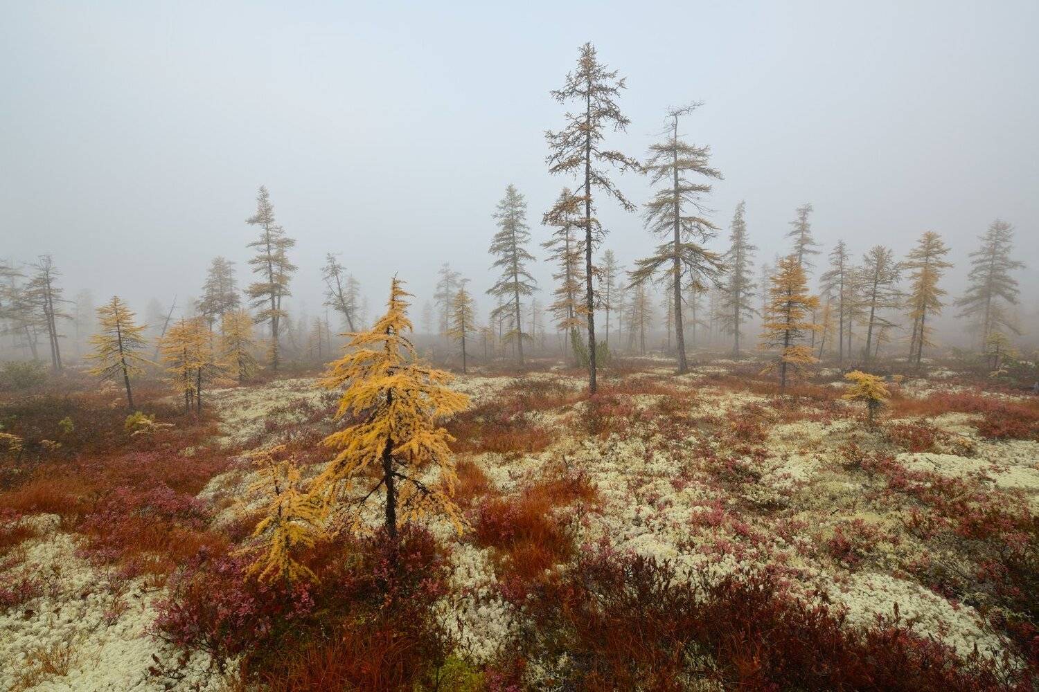, Максим Евдокимов ( www.wildphotorus.ru )