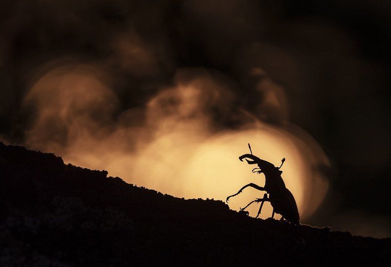 жук-олень Жуки-олени фото превью