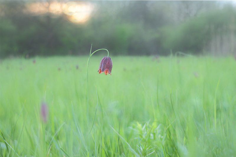 Fritillaria meleagro, Рябчик малый Утро и вечер с рябчиками фото превью