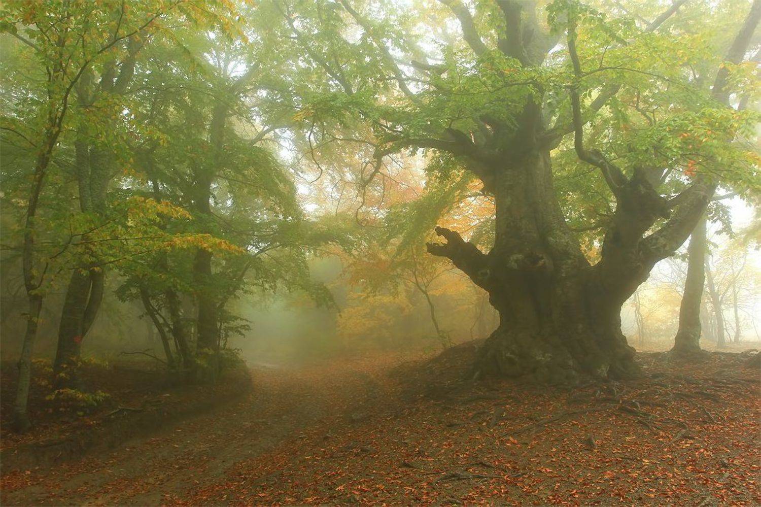 крым, демерджи, туман, Ситкин Игорь