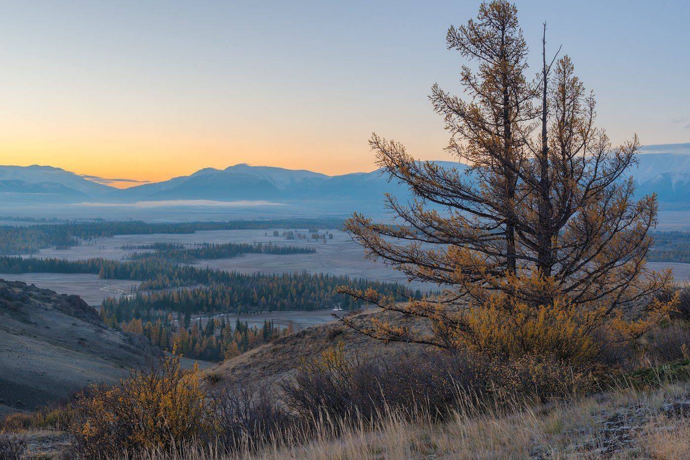 Алтай, Горы, Дерево, Небо, Пейзаж, Рассвет, Солнце, Dmitriy  Baginskiy