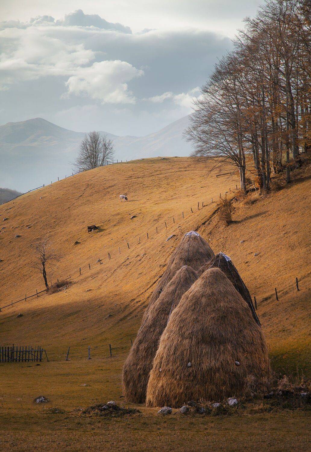 , Анастасия Колесникова