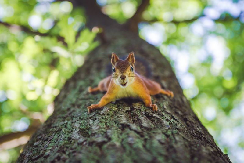 animal, background, beautiful, branch, brown, color, cute, day, eating, feed, fluffy, forest, front, fur, mammal, nature, nut, orange, outdoor, park, red, rodent, sitting, small, squirrel, summer, tail, tree, weekend, wild, wildlife, with Squirrel on tree with nut фото превью