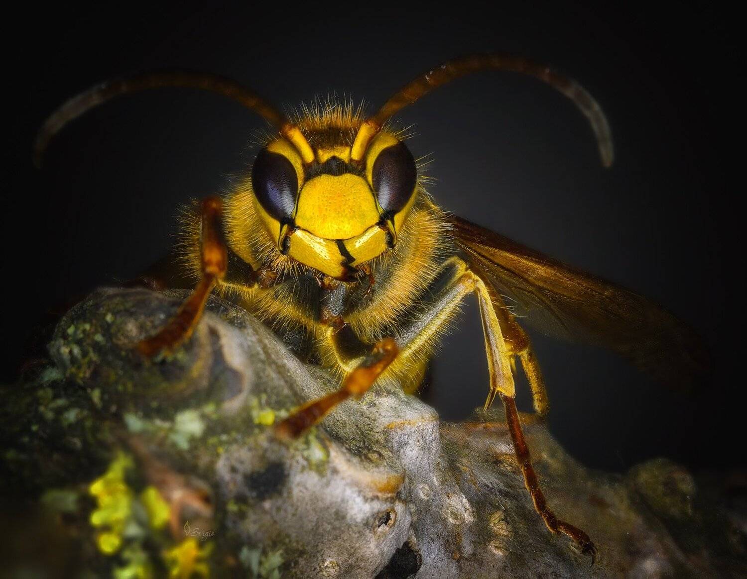 , Серж Домбровский