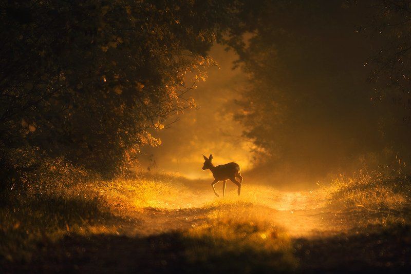 W dębowej alejce... фото превью