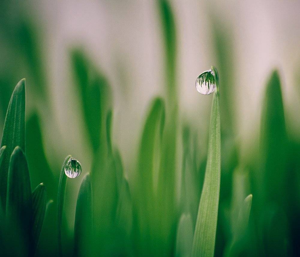 капли , olga mazlova