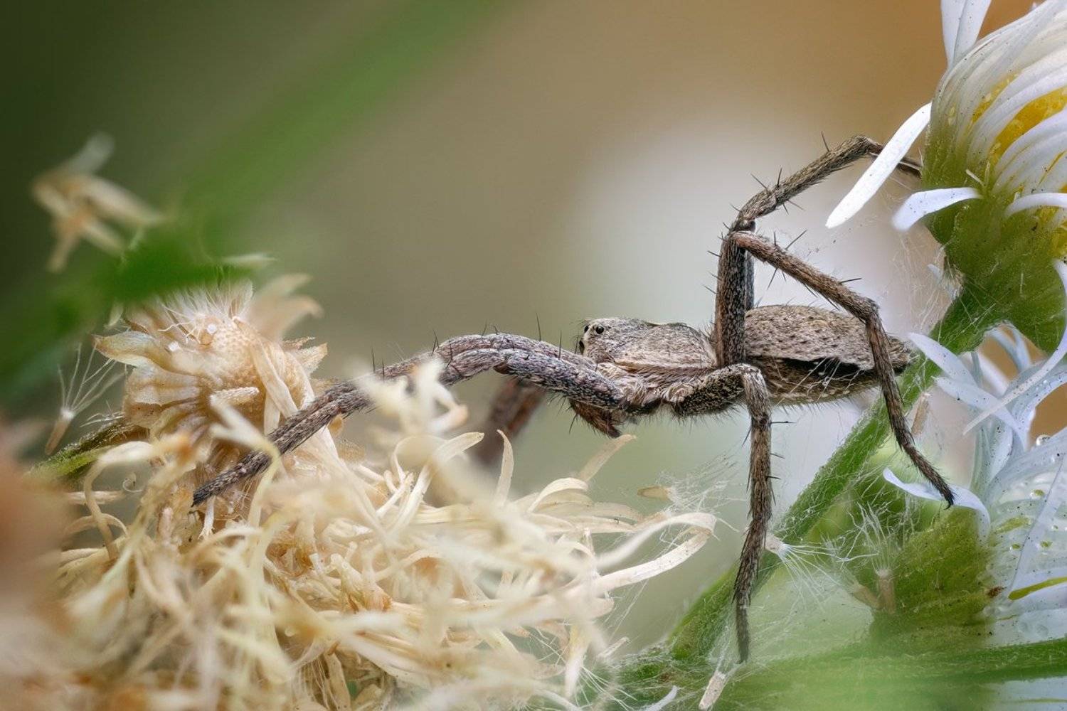 , Эльдар Гуртуев