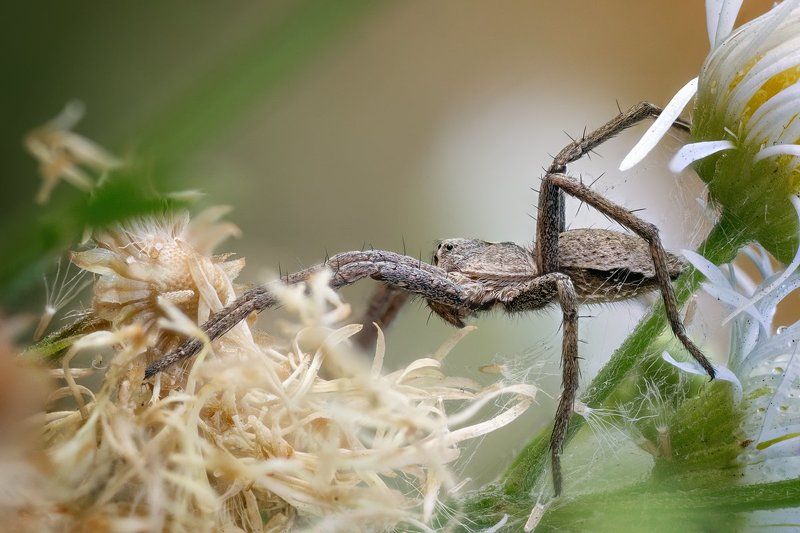 Диагональная ловушка фото превью