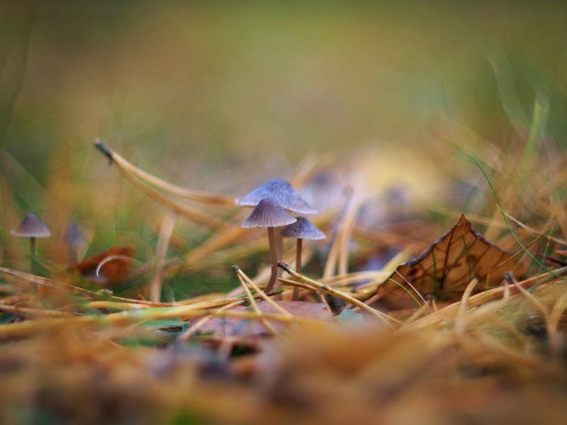 Грибы, Иголки, Листья, Макро, Осень, Поганки, Сосна Ядовитая семейка фото превью