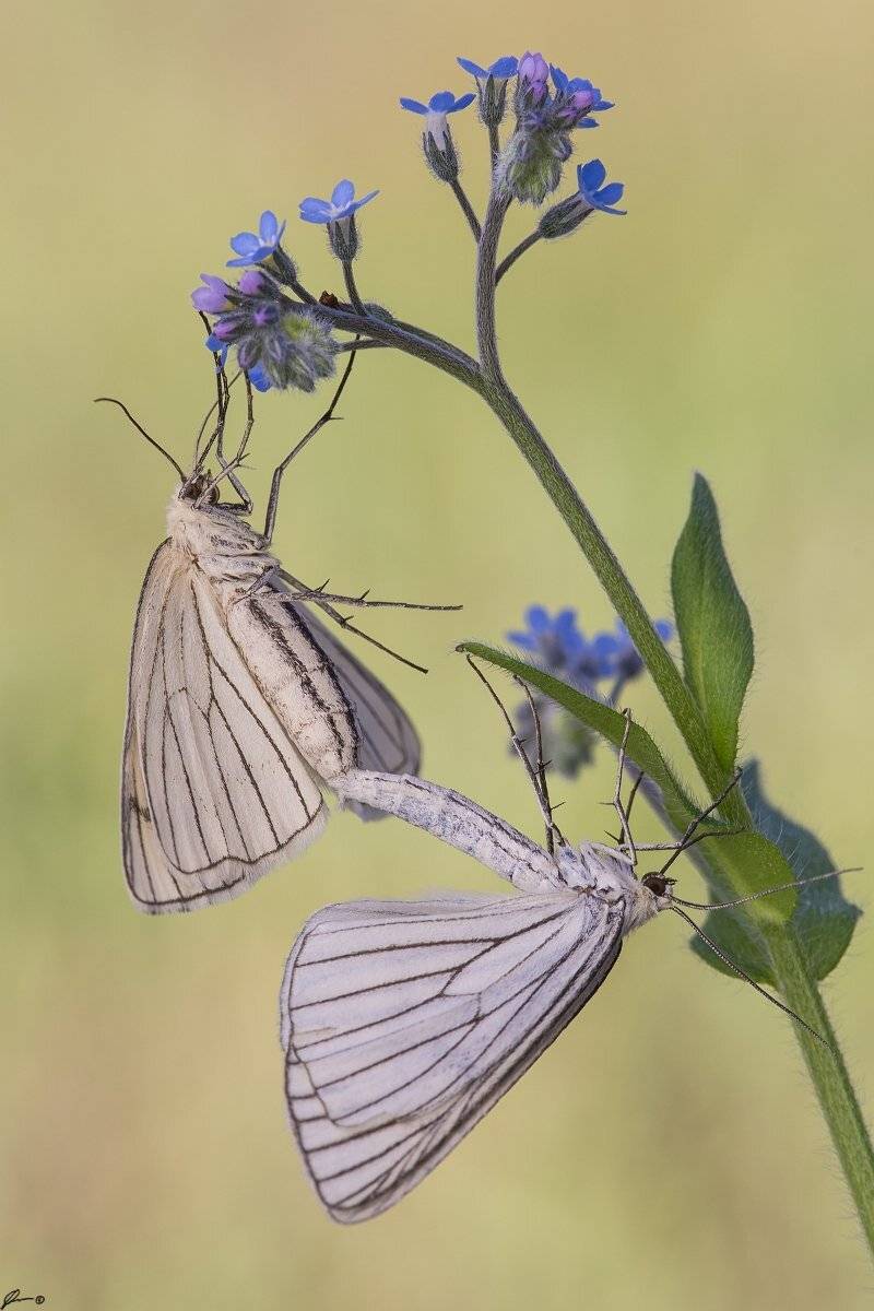 Butterfly, Flowers, Insect, Macro, Makro, Nature, Wildlife, Mariusz Oparski
