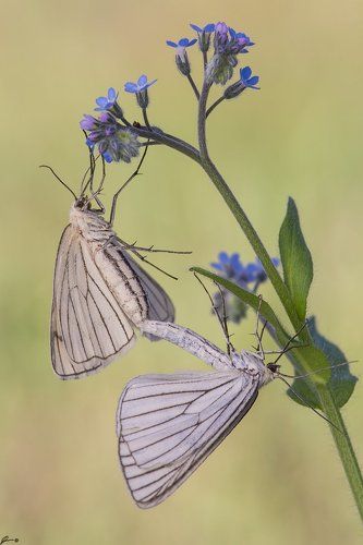 Siona lineata