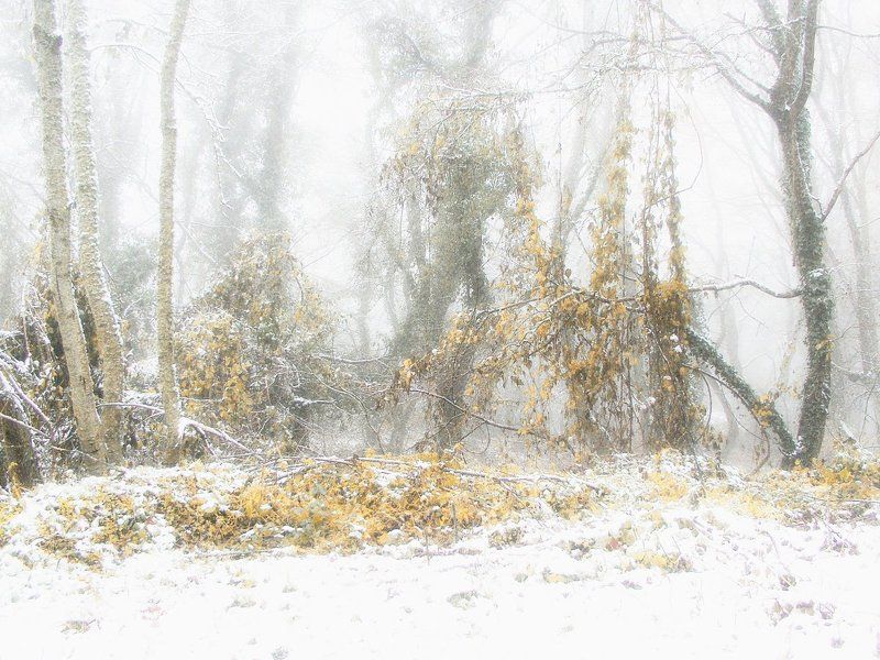 ПЕРВЫЙ СНЕГ фото превью