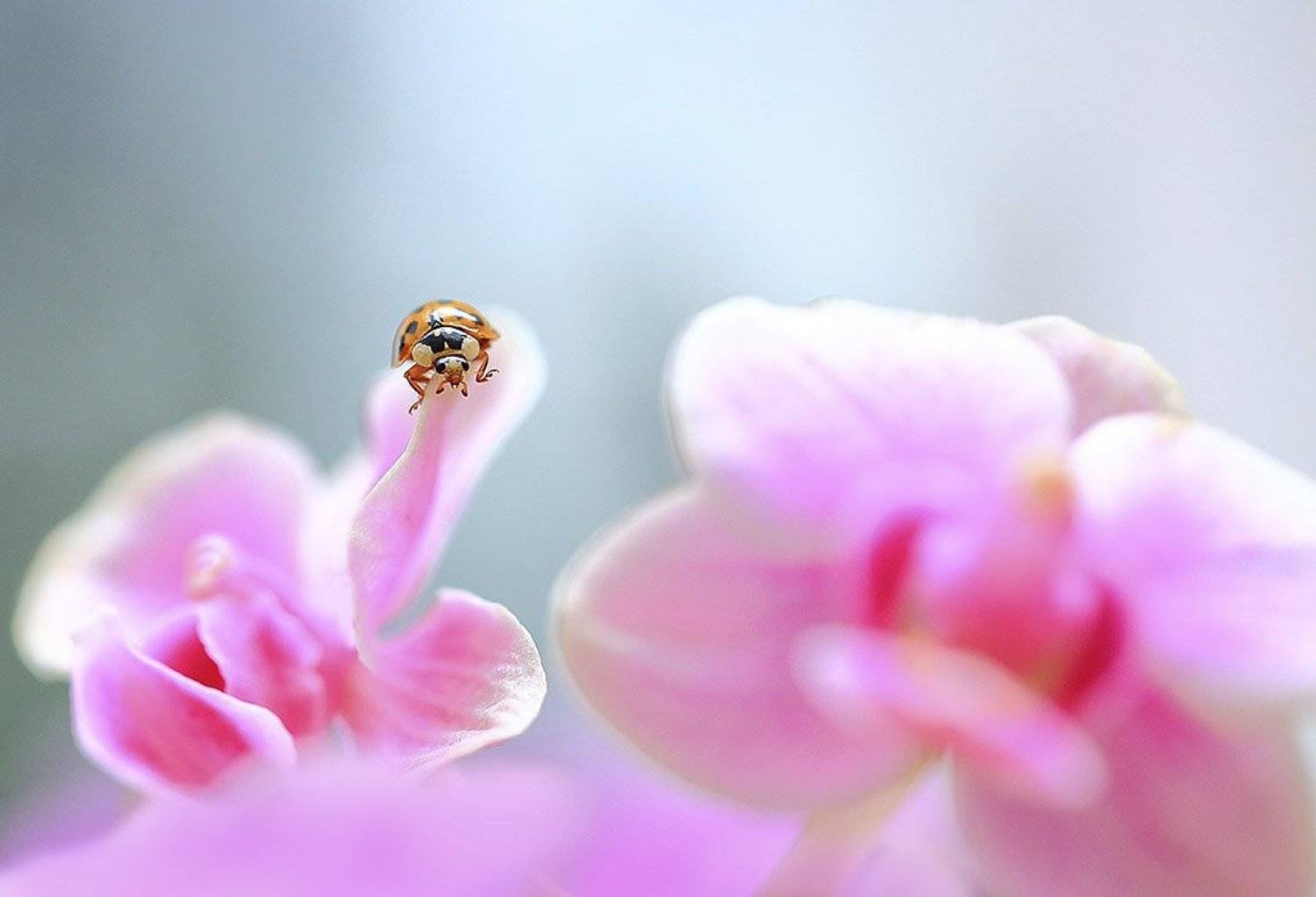 насекомые, божья коровка, маленькая, броня, оранжевый, цветок, орхидея, лист, фон, красиво, яркий, жизнь, жук, биология, красочная, черепаха, свежесть, рост, естественно, природа, оранжевая, красная, одинокая,, Виктор