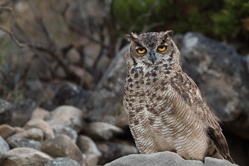 Вижу цель и атакую фото превью