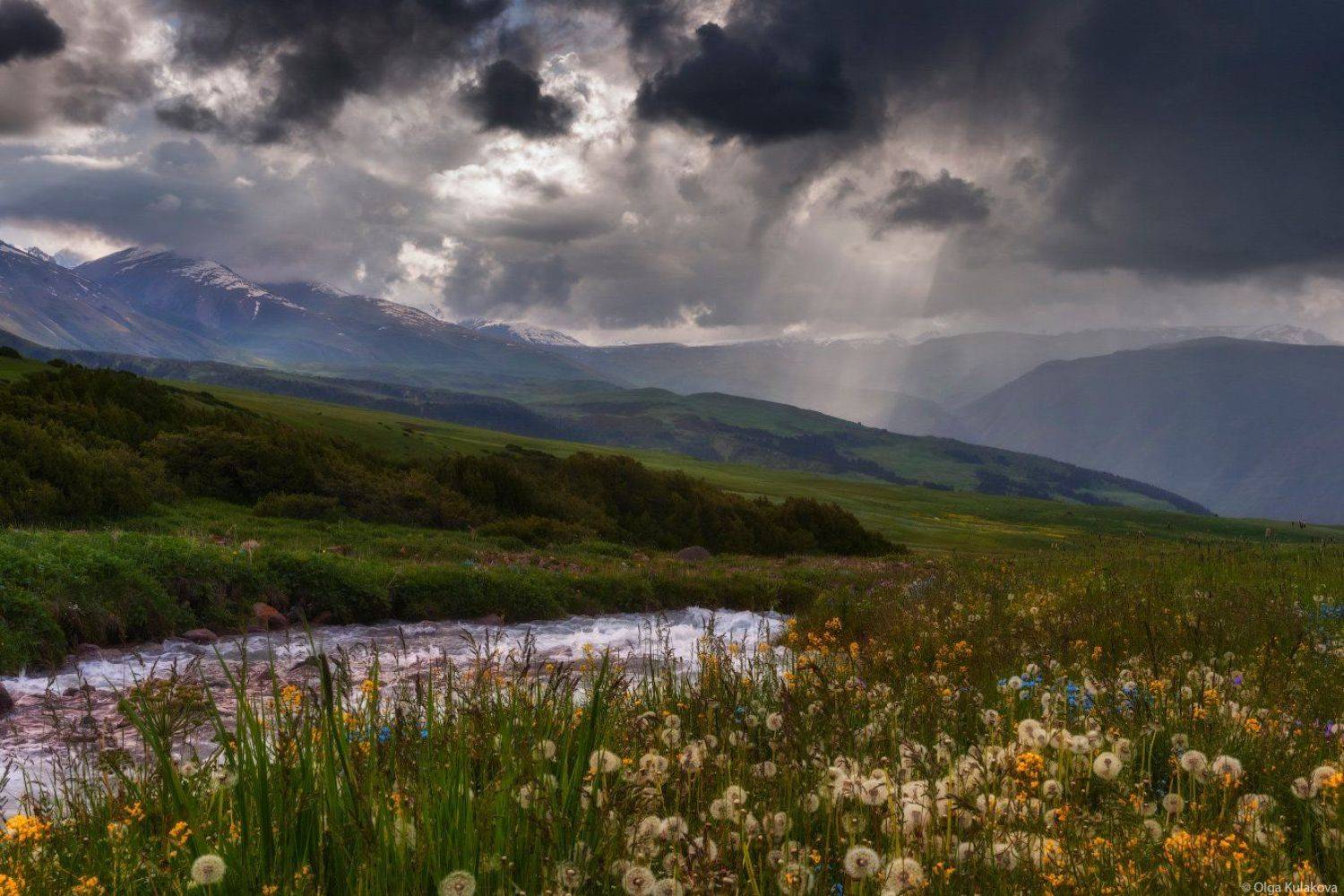 Бартагуль, Вечер, Горы, Одуванчики, Тургень, Цветы, Ольга Кулакова