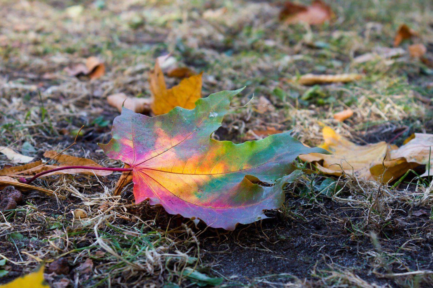 , Александр Индыло