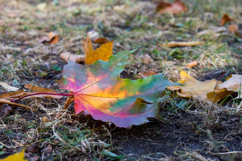 Осень маслом на холсте кленовом... фото превью