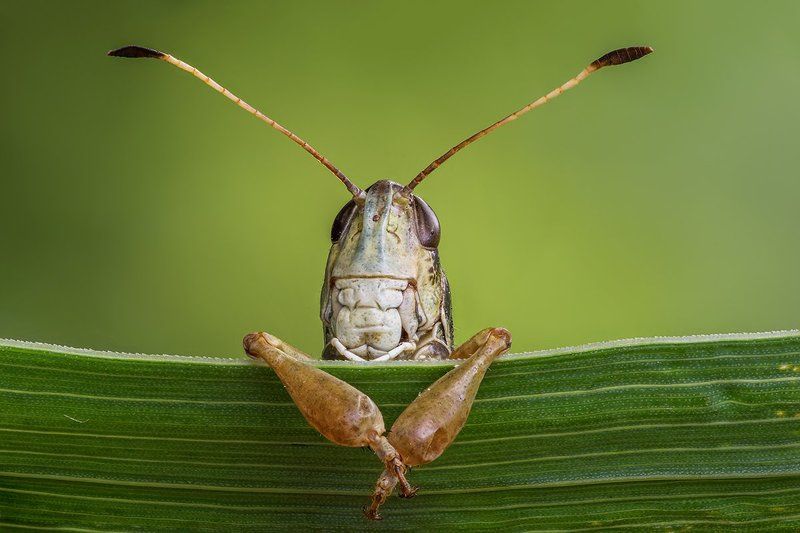Сибирская кобылка (Gomphocerus sibiricus) фото превью