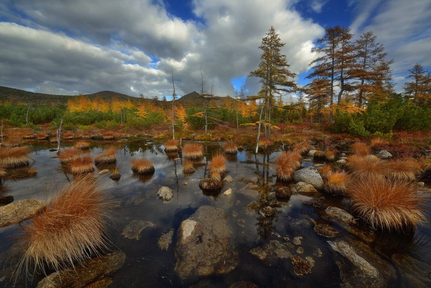 , Максим Евдокимов ( www.wildphotorus.ru )