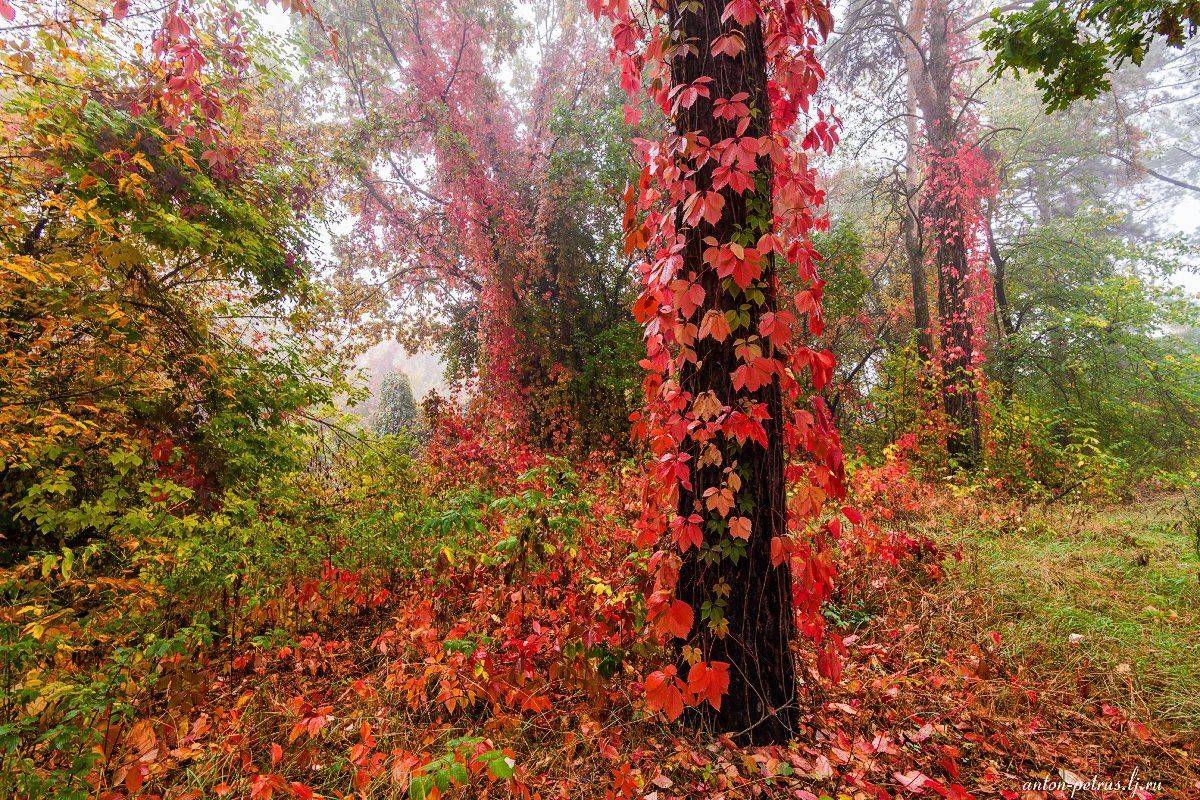 Лес, Осень, Туман, Антон Петрусь