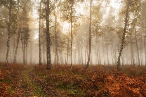 Туманный лес