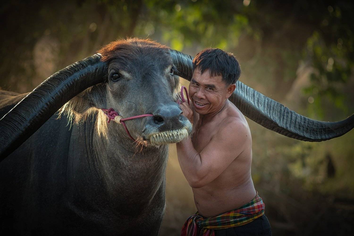 agriculture; animal; asia; asian; beautiful; beauty; buffalo; countryside; couple; culture; cute; face; farm; farmer; farmland; female; field; grass; green; handsome; happiness; happy; laos; leisure; lifestyle; long; love; mammal; meadow; myanmar; nature;, Visoot Uthairam