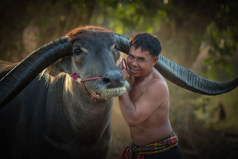 agriculture; animal; asia; asian; beautiful; beauty; buffalo; countryside; couple; culture; cute; face; farm; farmer; farmland; female; field; grass; green; handsome; happiness; happy; laos; leisure; lifestyle; long; love; mammal; meadow; myanmar; nature; Asian farmer with buffalo. фото превью
