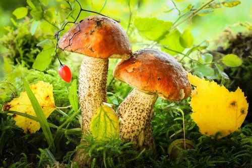 Подосиновички