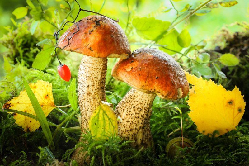 лес, грибы, подосиновик, листья Подосиновички фото превью