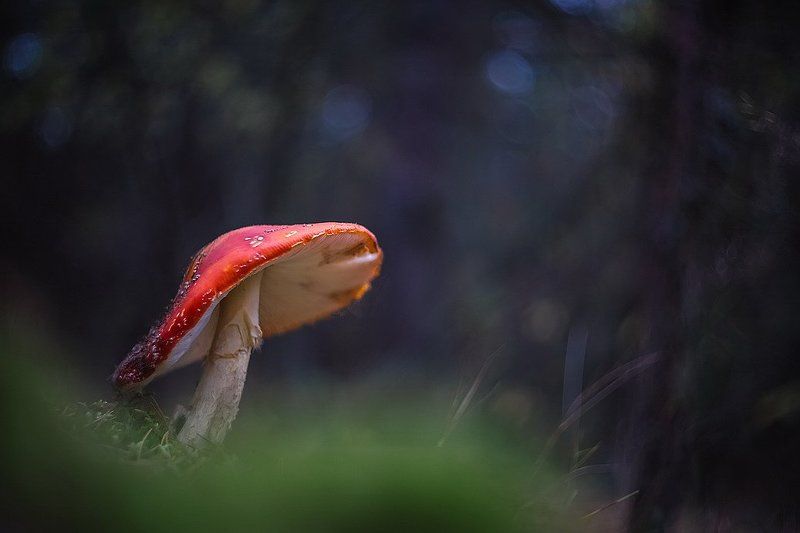 Мушкетер фото превью