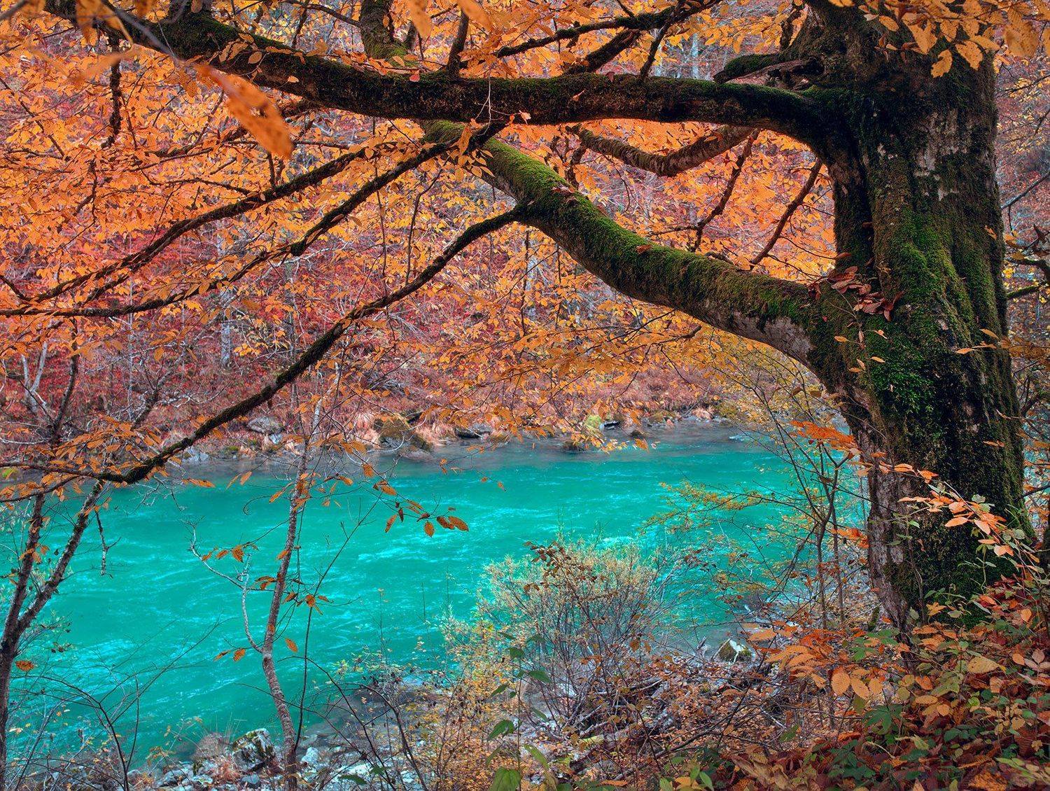 природа, осень, пейзаж, путешествие, черногория, европа, каньон, лес, nature, landscape, river, blue, europe, montenegro, Анастасия Колесникова