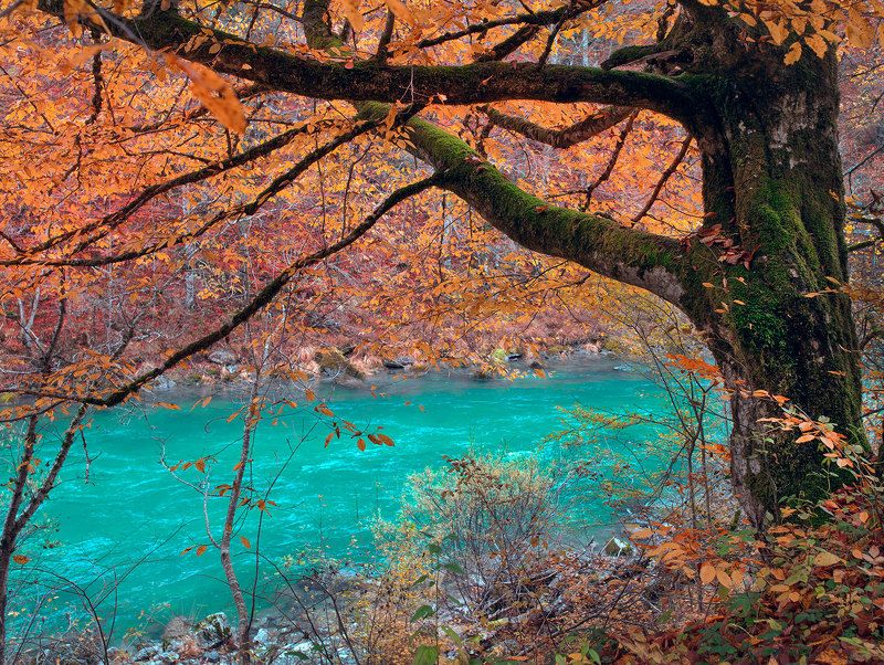 природа, осень, пейзаж, путешествие, черногория, европа, каньон, лес, nature, landscape, river, blue, europe, montenegro Река Тара фото превью