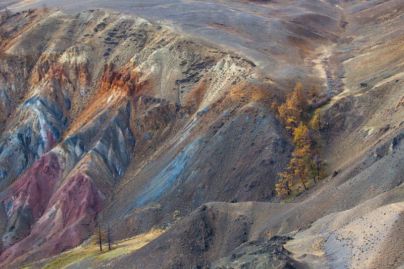 алтай, кызыл-чин, марс,цветная глина, цветные горы, лиственница,деревья И даже деревья приходили посмотреть на цветные горы фото превью