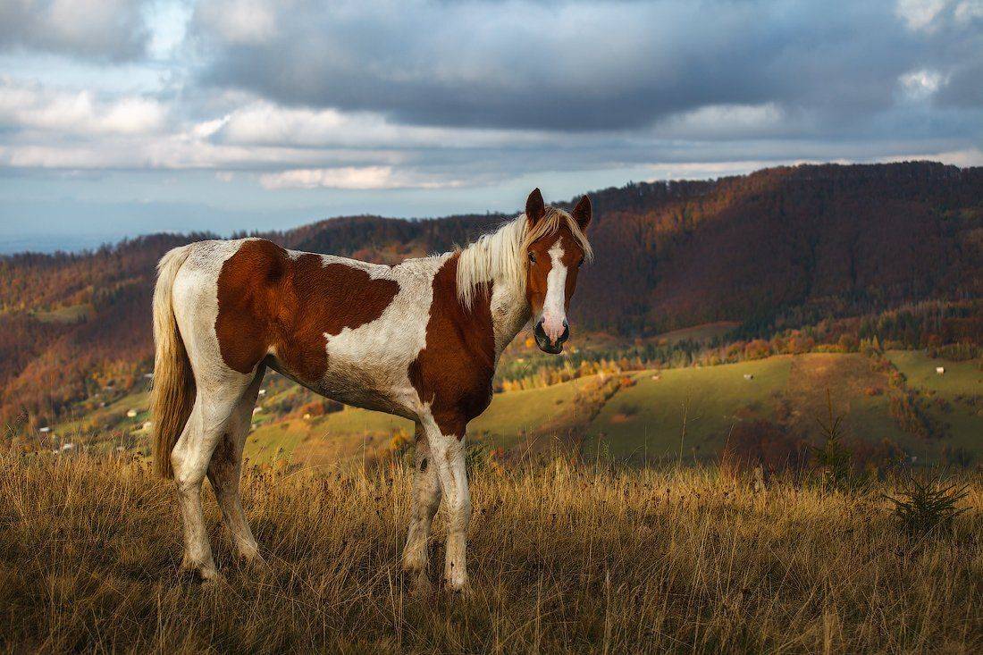 , Ярослав Тюрменко (Jaremi)