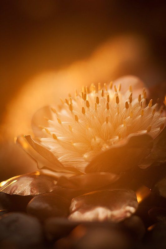 International Floral Art 2016-2017 фото превью