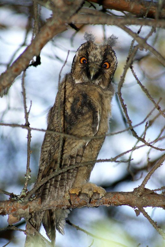 Кто здесь? фото превью