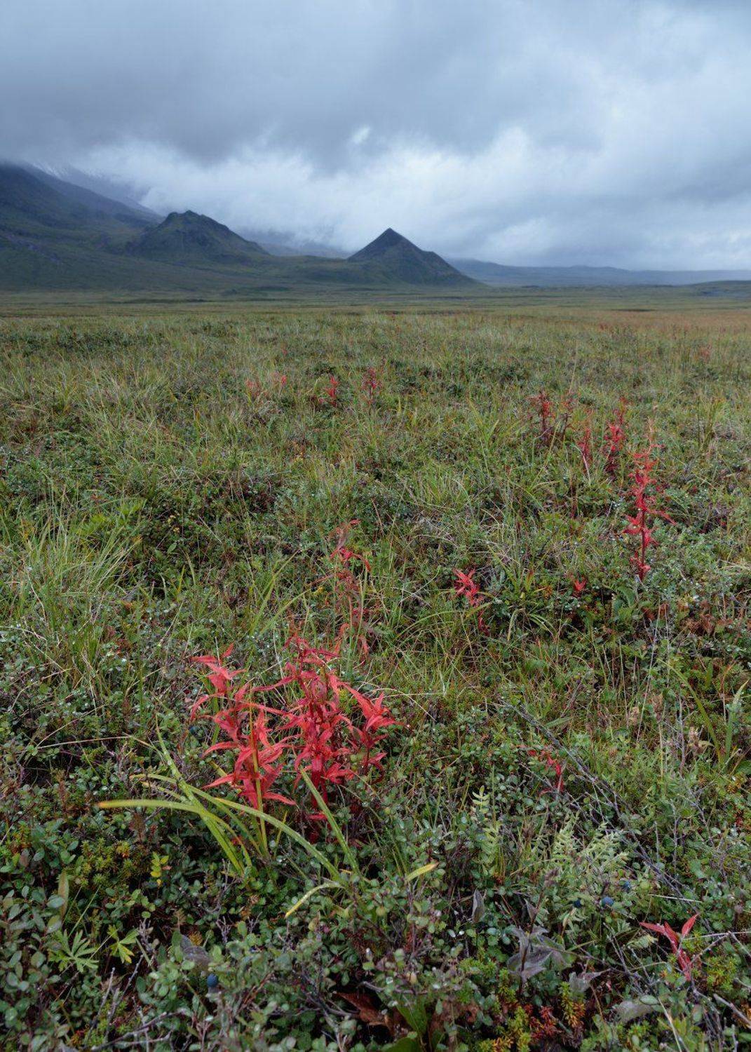 , Питенин Дмитрий