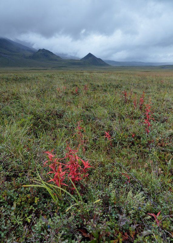 RED фото превью